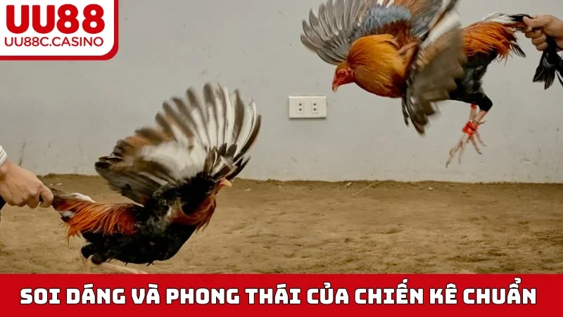 Soi dáng và phong thái của chiến kê chuẩn
